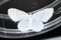 Asthena albulata