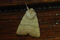 Charanyca trigrammica