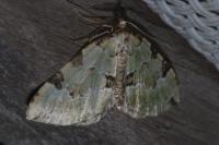 Colostygia pectinataria