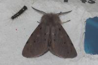 Diaphora mendica