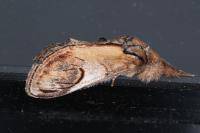 Notodonta ziczac