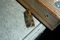 Agrotis exclamationis exclamationis