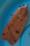 Noctua pronuba