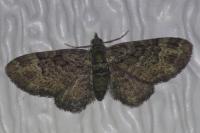 Pasiphila rectangulata