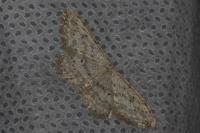 Idaea seriata