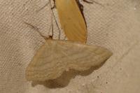 Idaea macilentaria