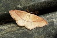 Cyclophora linearia