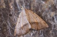 Macaria artesiaria