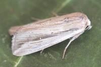 Leucania loreyi