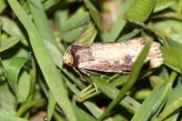 Axylia putris