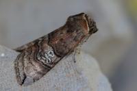Tethea ocularis