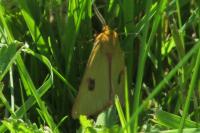 Diacrisia sannio