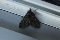 Aglossa pinguinalis