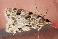 Eudonia delunella
