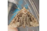 Oligia