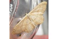 Idaea aversata