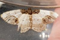 Ligdia adustata