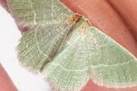 Phaiogramma etruscaria