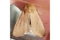 Mythimna sicula
