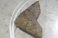 Odontopera bidentata