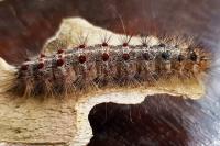 Lymantria dispar