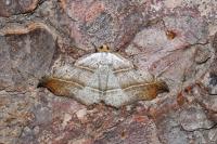Laspeyria flexula
