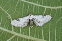 Eupithecia centaureata