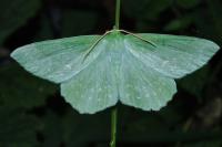 Geometra papilionaria