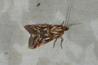 Acrobasis porphyrella