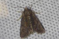 Oligia