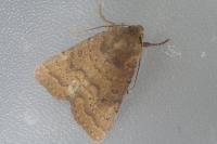 Hoplodrina octogenaria