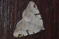 Macaria wauaria