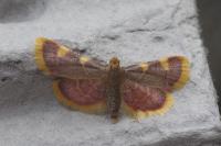 Hypsopygia costalis