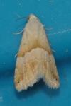 Eublemma parva