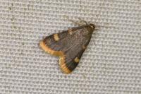Hypsopygia costalis