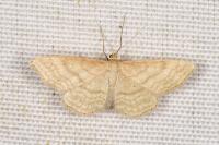 Idaea macilentaria