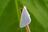 Lithostege duponcheli
