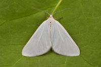 Lithostege duponcheli