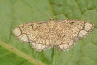Stegania cararia