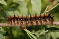 Eriogaster catax