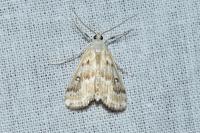 Parapoynx stratiotata
