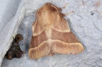 Malacosoma neustria
