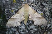 Marumba quercus