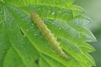 Hypena proboscidalis