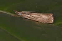 Chrysoteuchia culmella