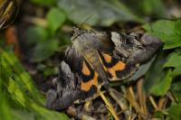 Catocala fulminea