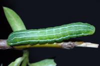 Amphipyra livida