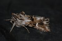 Calophasia lunula