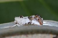 Calophasia opalina