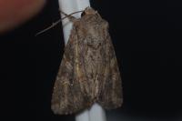 Apamea anceps